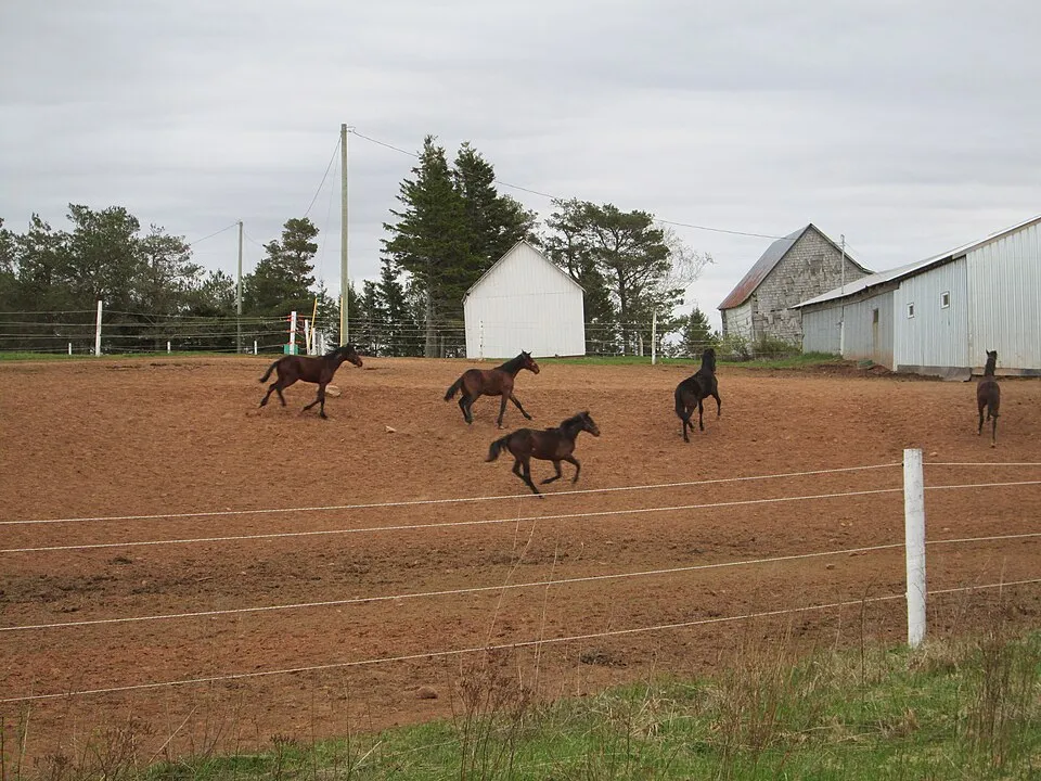 Prince Edward Island Marathon