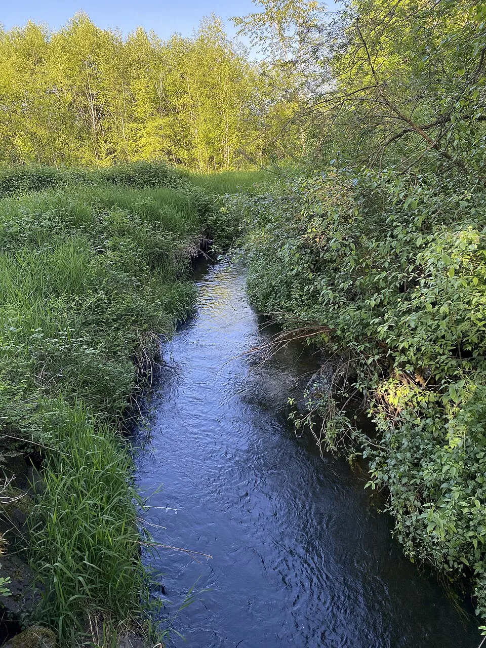 Mud Mountain Dam (Spring) Marathon