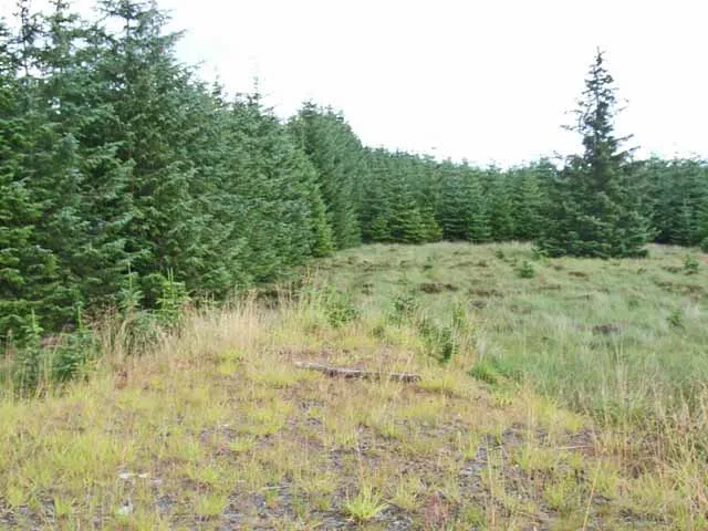 Kielder Marathon