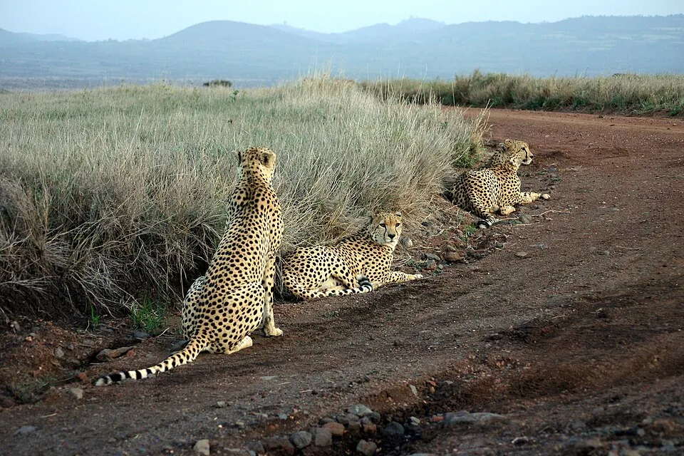 Lewa Safari Half Marathon